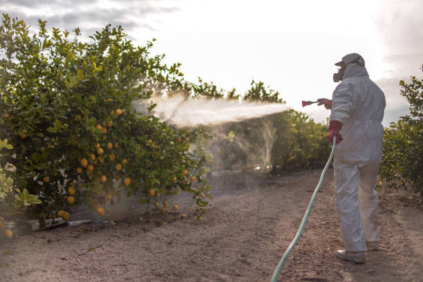 Best Bed Bug Extermination  in Graham, WA